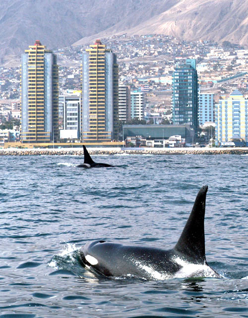 viajes a Antofagasta